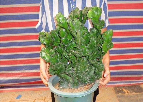 玉麒麟仙人掌插枝成活率高吗？如何养护？
