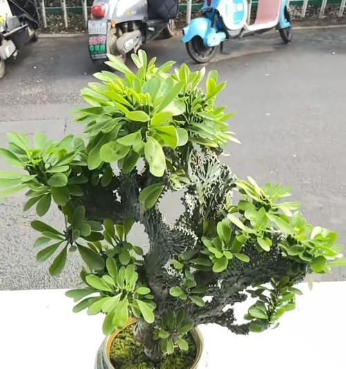玉麒麟仙人掌插枝成活率高吗？如何养护？