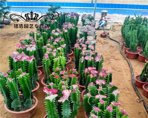 玉麒麟仙人掌插枝成活率高吗？如何养护？
