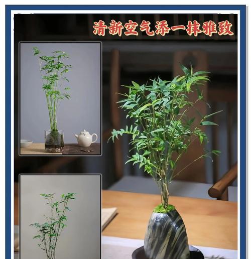 米竹的花语是什么？米竹的养护技巧是什么？