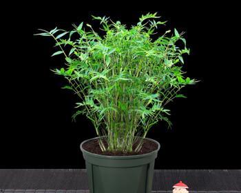 米竹的花语是什么？米竹的养护技巧是什么？