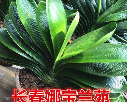 微短君子兰的养护要点是什么？如何确保其健康成长？