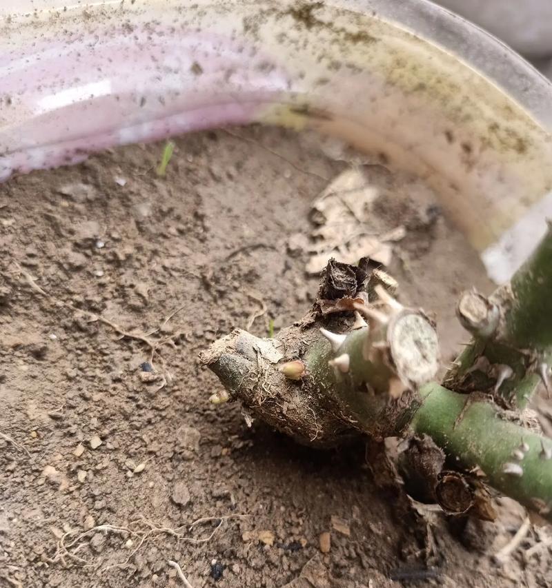 如何快速催长玫瑰花芽？有哪些有效方法？