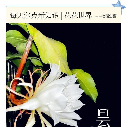 昙花的花语有何深意？