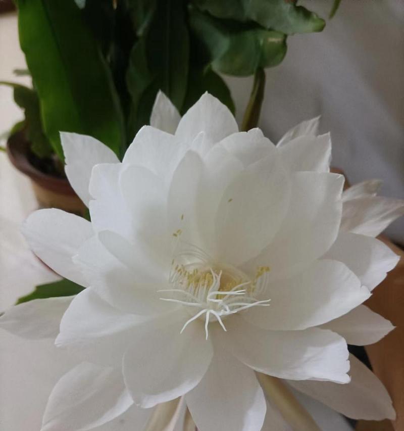 昙花的花语有何深意？