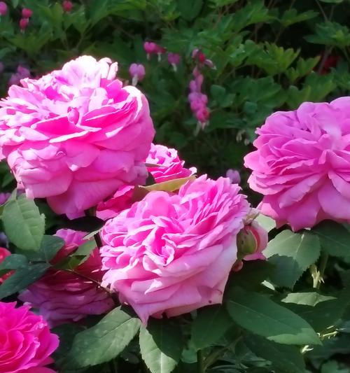 永远绽放的花象征着什么？这种花的花语有何深意？