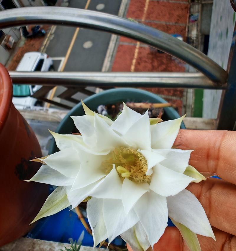 仙人球几年能开花？养护方法是什么？