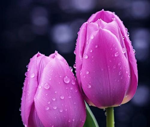 永远绽放的花象征着什么？这种花的花语有何深意？
