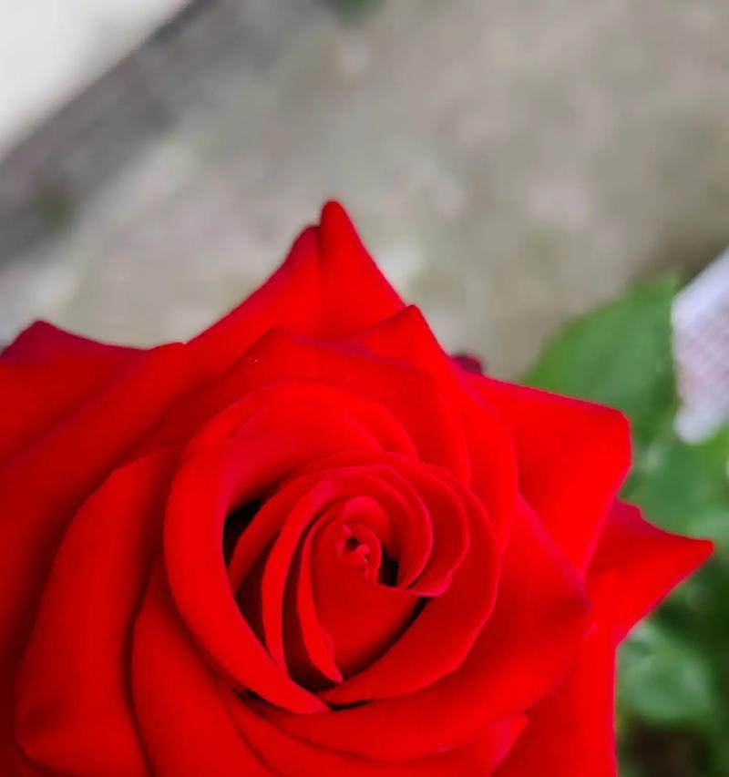 永远绽放的花象征着什么？这种花的花语有何深意？