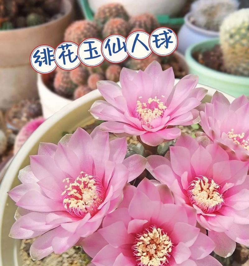 仙人球几年能开花？养护方法是什么？