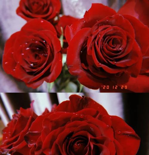 玫瑰花如何延迟花期？有哪些有效的方法？