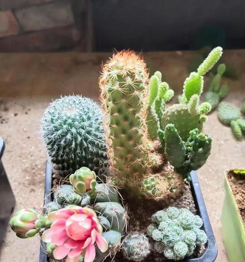 仙人球播种土壤青苔如何处理？