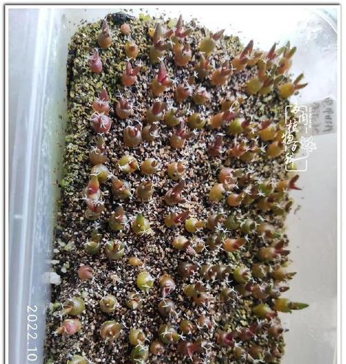 仙人球播种土壤青苔如何处理？