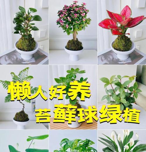 仙人球播种土壤青苔如何处理？