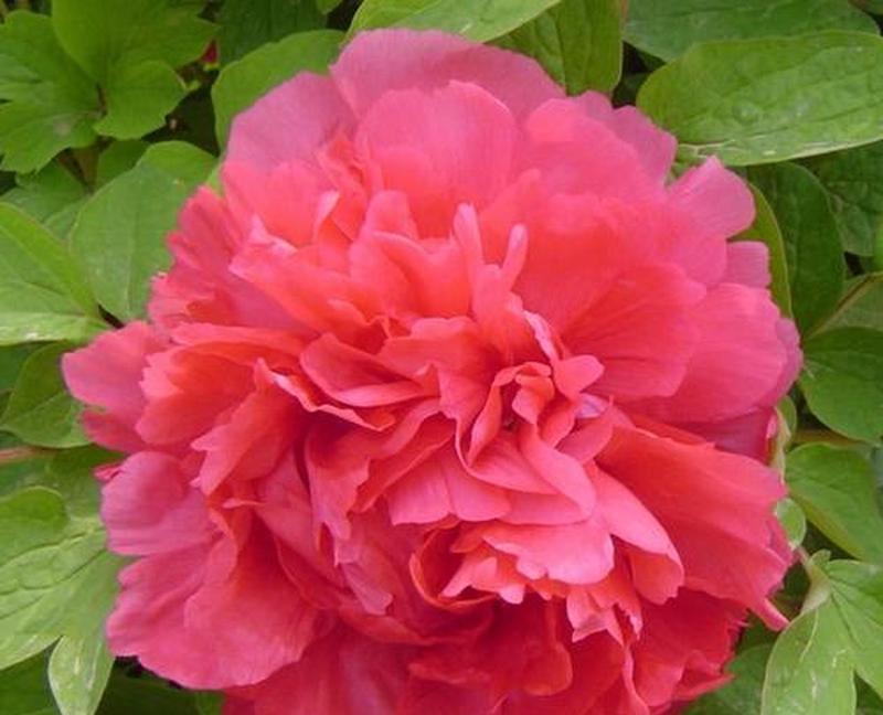 金红色牡丹花的花语是什么？它象征着什么？