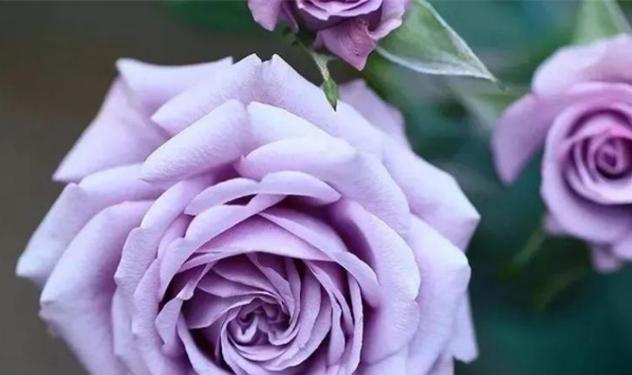 紫色梗结花花语是什么花？紫色梗结花有何含义？