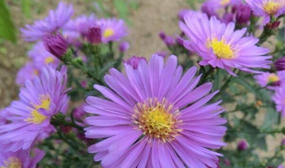 紫色梗结花花语是什么花？紫色梗结花有何含义？