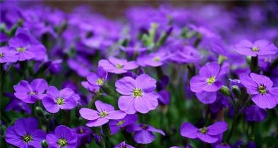紫色梗结花花语是什么花？紫色梗结花有何含义？