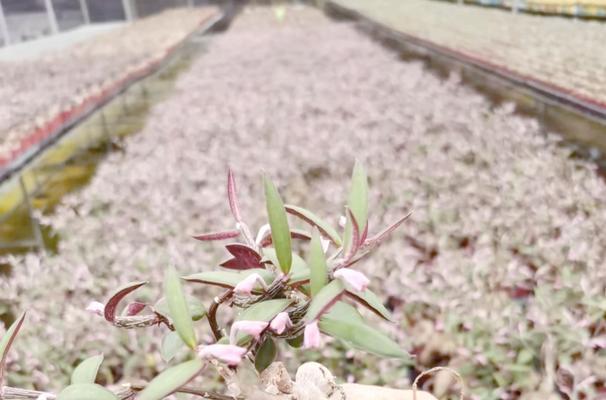 白小丁仙人球的种植技巧是什么？怎样才能种出美观的形态？