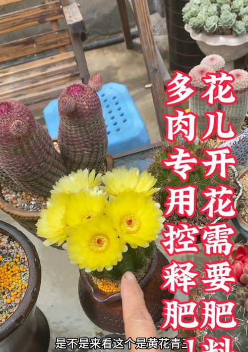 白小丁仙人球的种植技巧是什么？怎样才能种出美观的形态？