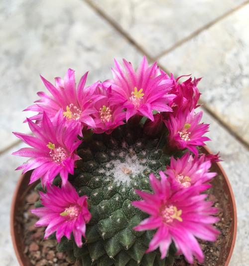 白小丁仙人球的种植技巧是什么？怎样才能种出美观的形态？
