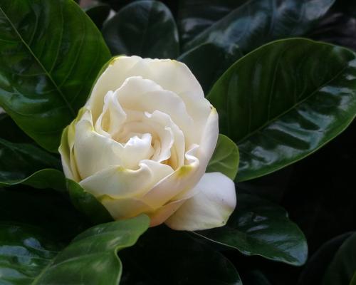 花语象征着新生的花朵是什么？永远的白月光花语是什么？