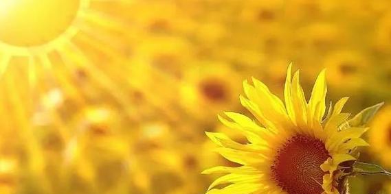 太阳花日出的花语代表了什么？