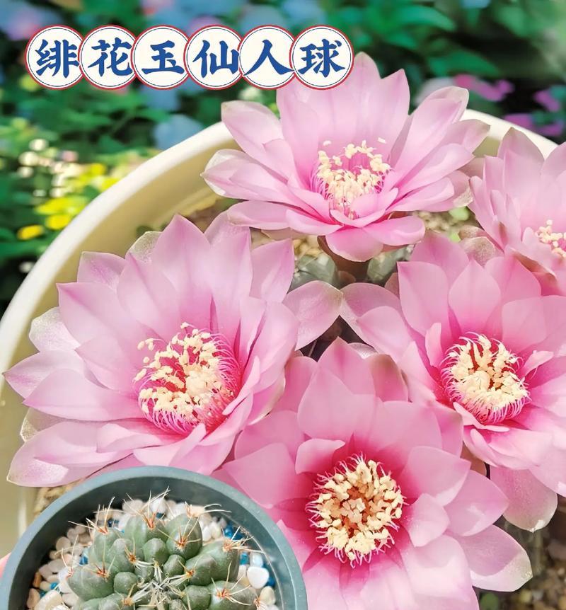 仙人球粉色开花是真的吗？原因是什么？