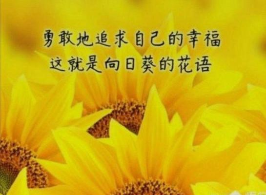 夜景花语有何寓意？