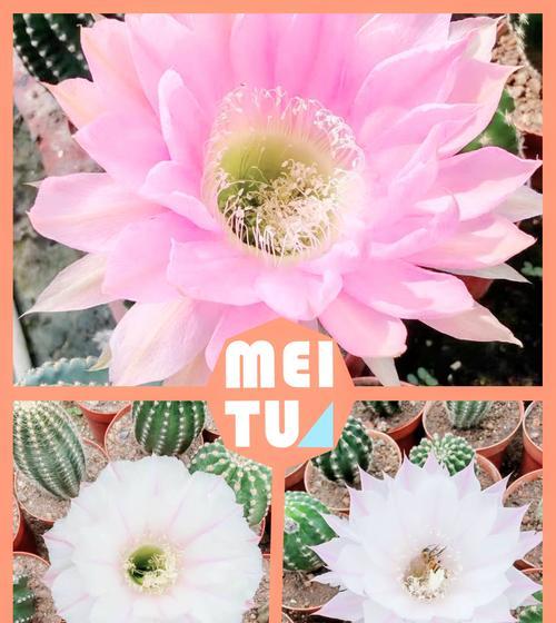 仙人球粉色开花是真的吗？原因是什么？