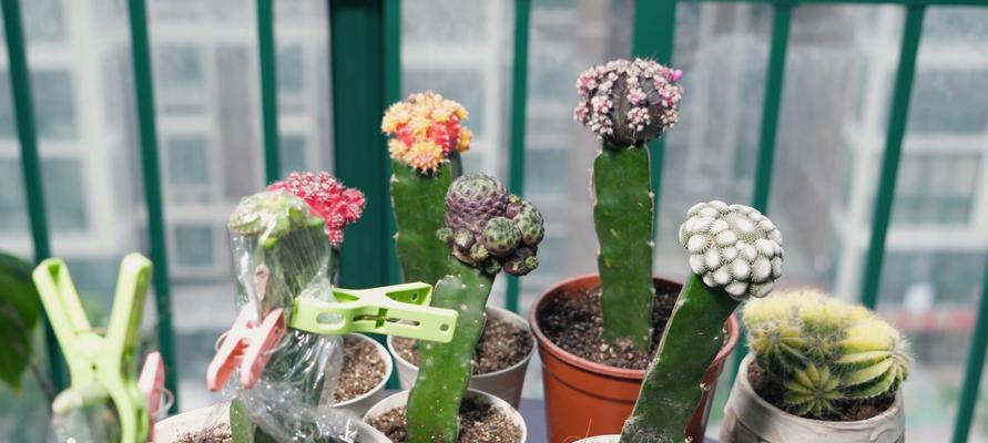 院子里种植仙人掌的步骤是什么？如何确保其成活率？