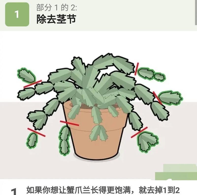 院子里种植仙人掌的步骤是什么？如何确保其成活率？