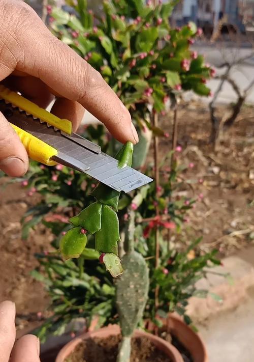 院子里种植仙人掌的步骤是什么？如何确保其成活率？