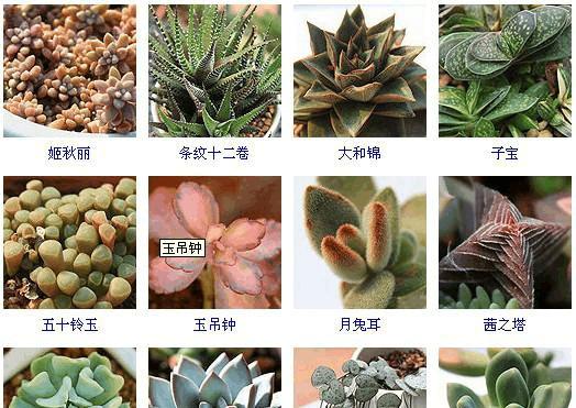 白色大点仙人球品种是什么？如何区分不同品种？