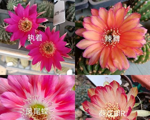 白色大点仙人球品种是什么？如何区分不同品种？
