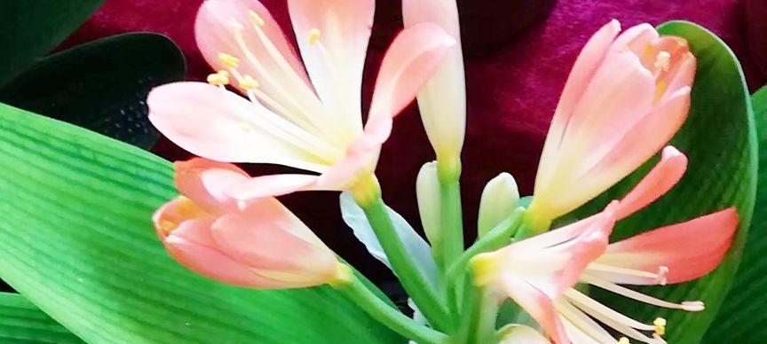君子兰开花后萎蔫的解决方法是什么？