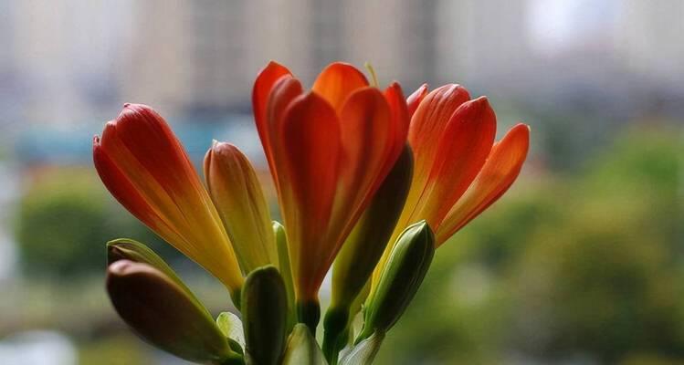 专养重瓣君子兰的寿命有多长？如何延长其生命周期？