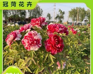 如何培养独杆牡丹花？