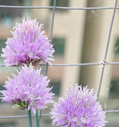 小葱花的花语代表什么？