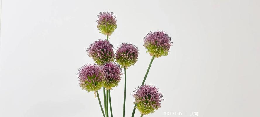 小葱花的花语代表什么？