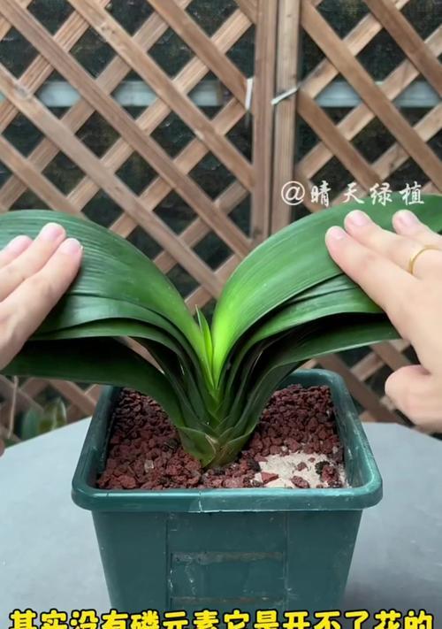 新栽君子兰的正确浇水时间间隔？