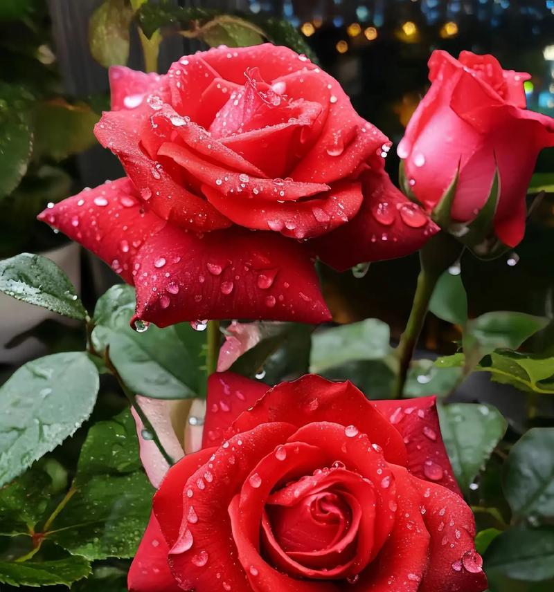不同颜色玫瑰花各自代表什么？