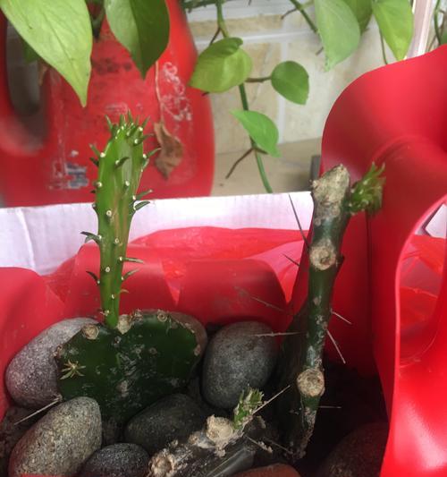 小土豆仙人掌种植方法？如何确保成活率？
