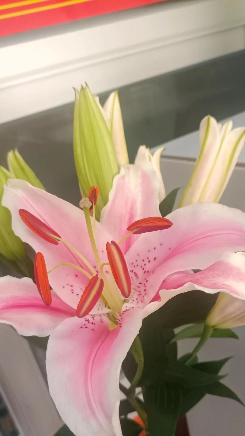 感谢你给我的爱的花语代表什么？它如何表达感激之情？