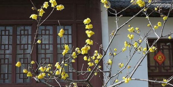 腊梅的花语是什么？腊梅代表了哪些美好寓意？