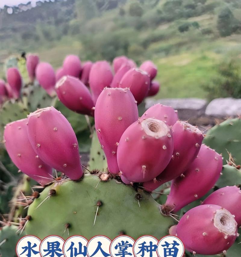 小布仙人掌的种植技巧有哪些？