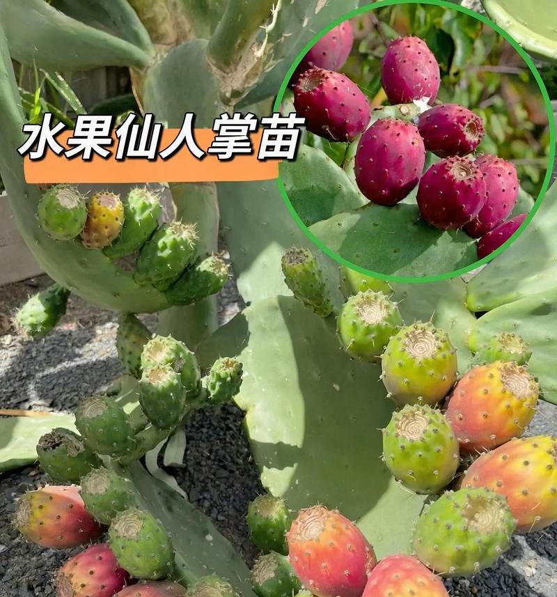 小布仙人掌的种植技巧有哪些？
