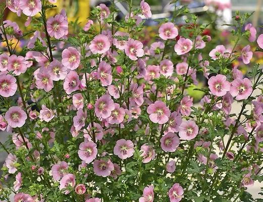 小木槿的花语是什么？小木槿与哪种花的花语相似？
