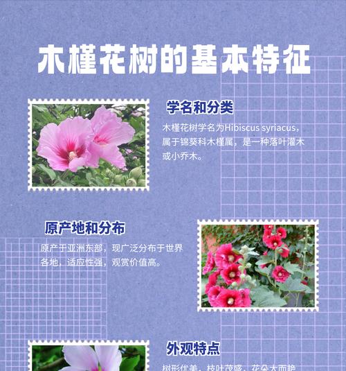 小木槿的花语是什么？小木槿与哪种花的花语相似？