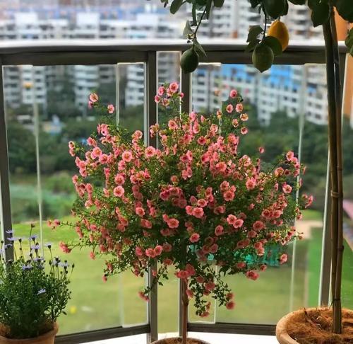 小木槿的花语是什么？小木槿与哪种花的花语相似？